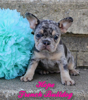 Hope Female AKC French Bulldog $2500