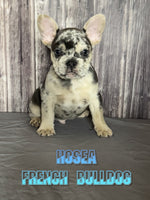 Hosea Male AKC French Bulldog $1350