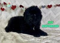 Hulk Male Newfoundland $1225