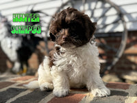 Hunter Male Shihpoo $1200