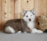  Siberian Husky