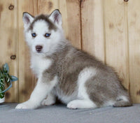 Siberian Husky