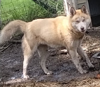 Siberian Husky