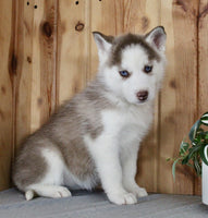 Siberian Husky