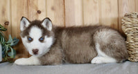 Siberian Husky