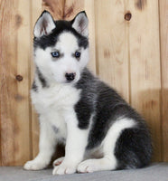 Siberian Husky