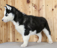 Siberian Husky