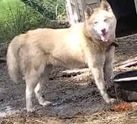 Siberian Husky