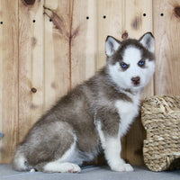 Siberian Husky