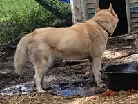 Siberian Husky