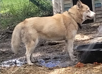 Siberian Husky