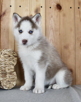 Siberian Husky