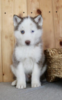  Siberian Husky