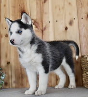Siberian Husky