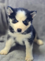 Siberian Husky