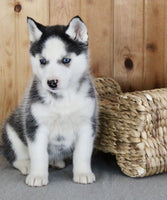 Siberian Husky
