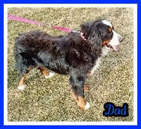 Chad Male AKC Bernese Mountain Dog $1800