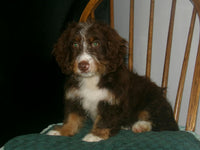 Katie Female Mini Bernedoodle $1350