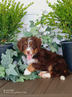 Katie Female Mini Bernedoodle $1350
