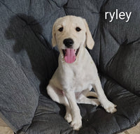 Ryley Female Double Doodle $250