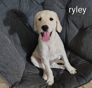 Ryley Female Double Doodle $250