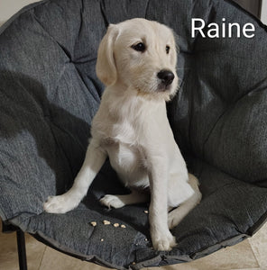 Rain Female Double Doodle $250