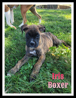 Iris Female Boxer $475