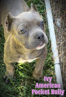 Ivy Female American Pocket Bully $1100