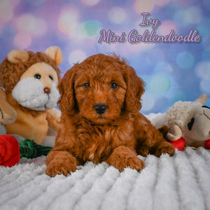 Mini Goldendoodle