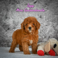 Izzy Female Mini Goldendoodle $550