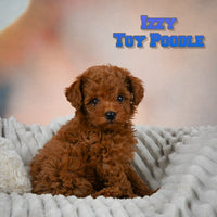 Izzy Male Toy Poodle $1350