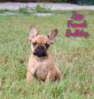 French Bulldog