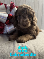 Jack Male F1BB Mini Labradoodle $850