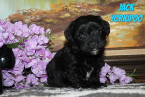 Yorkipoo