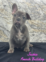 Jackie Female AKC French Bulldog $1400