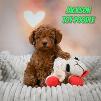 Jackson Male Toy Poodle $1550