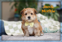 Jacob Male Morkie $1600