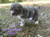 Jade Female Newfoundland Aussie Mix $2625