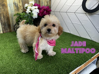 Maltipoo