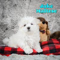 Jake Male ACA Maltese $800