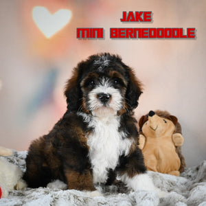 Mini Bernedoodle