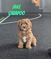 Jake Male F1 Cavapoo $1495