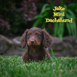 Mini Dachshund