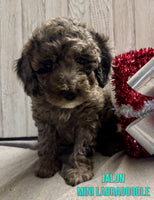 Jalon Male F1BB Mini Labradoodle $850