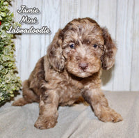 Jamie Female F1BB Mini Labradoodle $850