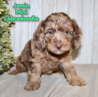 Jamin Male F1BB Mini Labradoodle $850