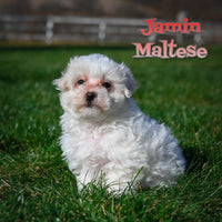 Jamin Male Maltese $650