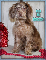 Jamin Male F1BB Mini Labradoodle $595