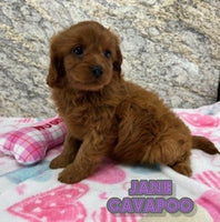 Jane Female Cavapoo $700