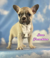 Jane Female Frenchton $1375